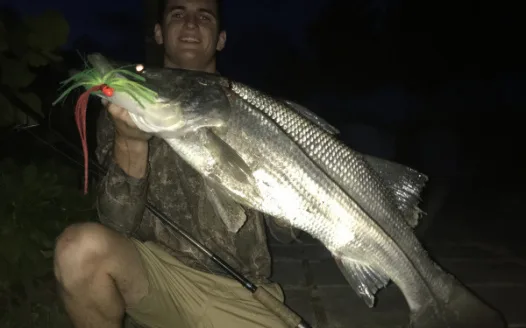 Close snook season every other year