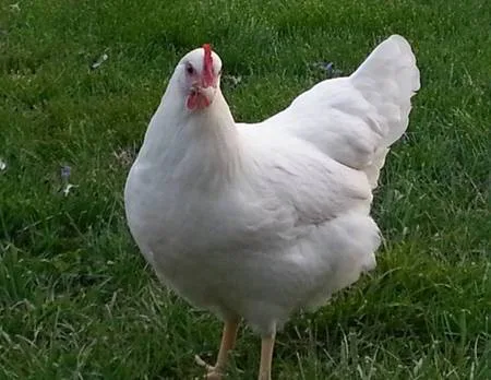 Lower minimum acreage requirements for backyard chicken keeping in Newberry Township!