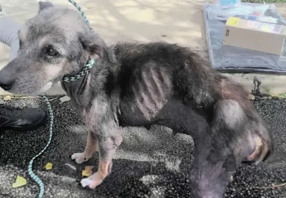 Help us get harshest sentence for animal cruelty