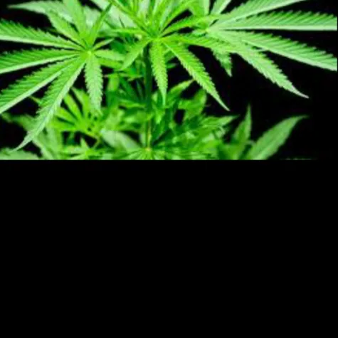 legalize cannabis