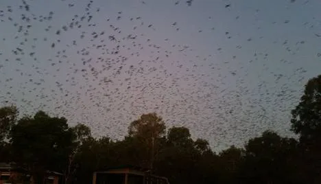 BATS be GONE!!!