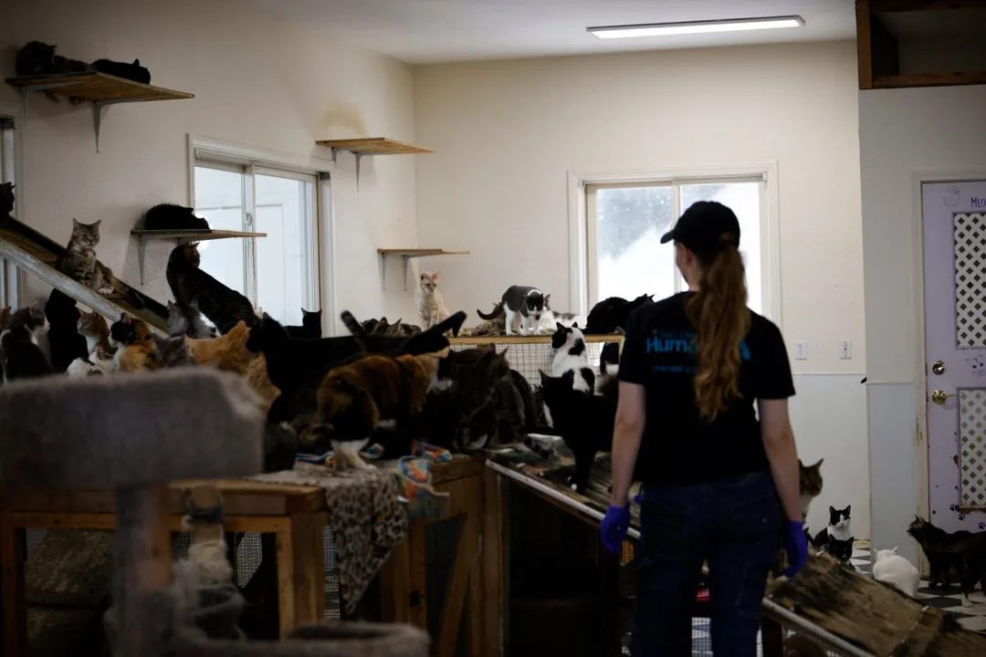 Rescue Am Farmer's Sanctuary