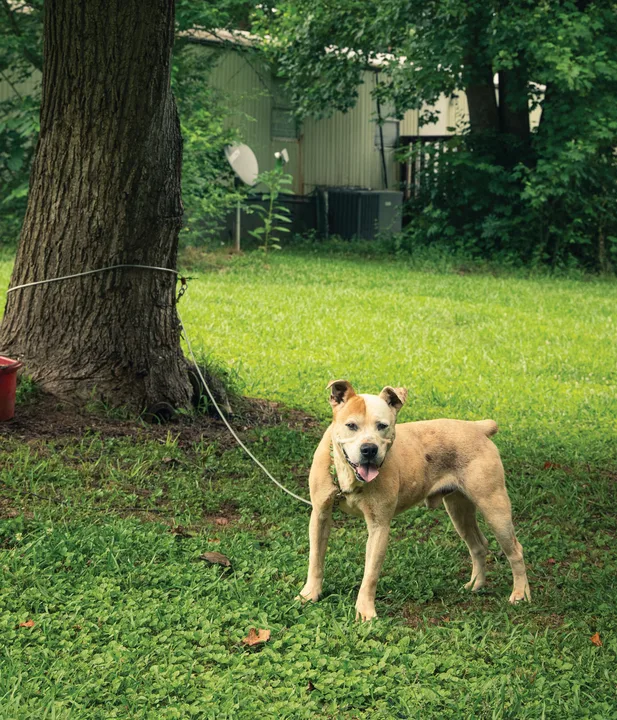 Stop Animal Neglect and Abuse in Liberty County