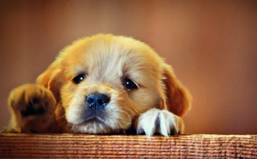 Saving Rescue Dogs