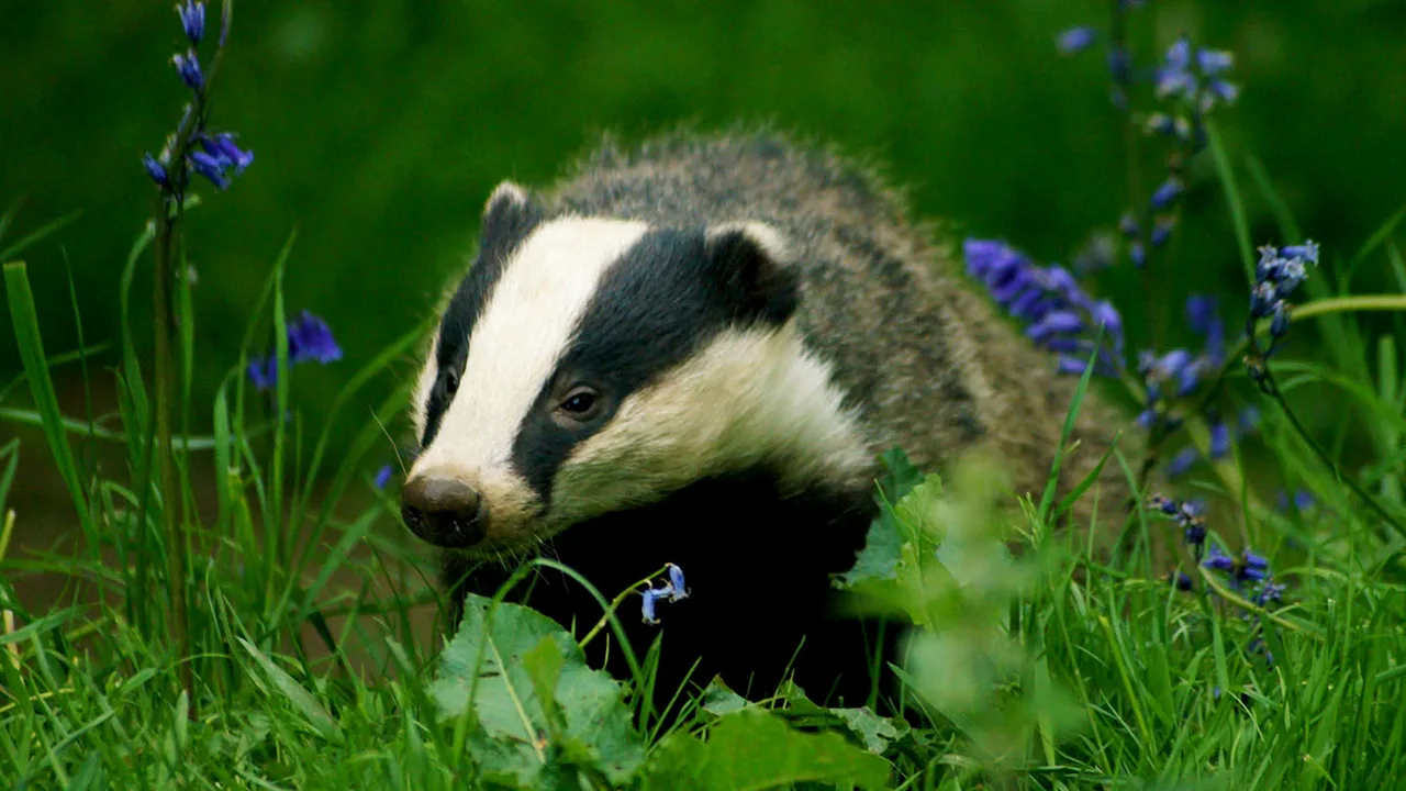 Save Bassetlaw Borough Council's Badgers from Culling