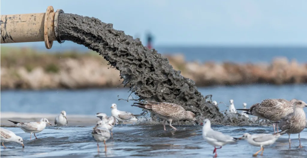 Help Clean Up Hen Island Effluent