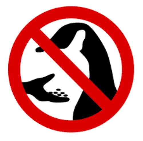 Making Feeding Canadian Geese Ilegal in Shrewsbury