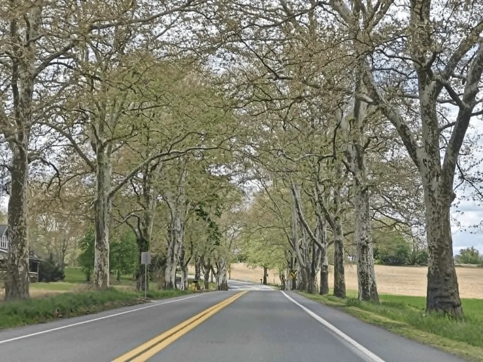 Coalition to Replace and Save the Trees
