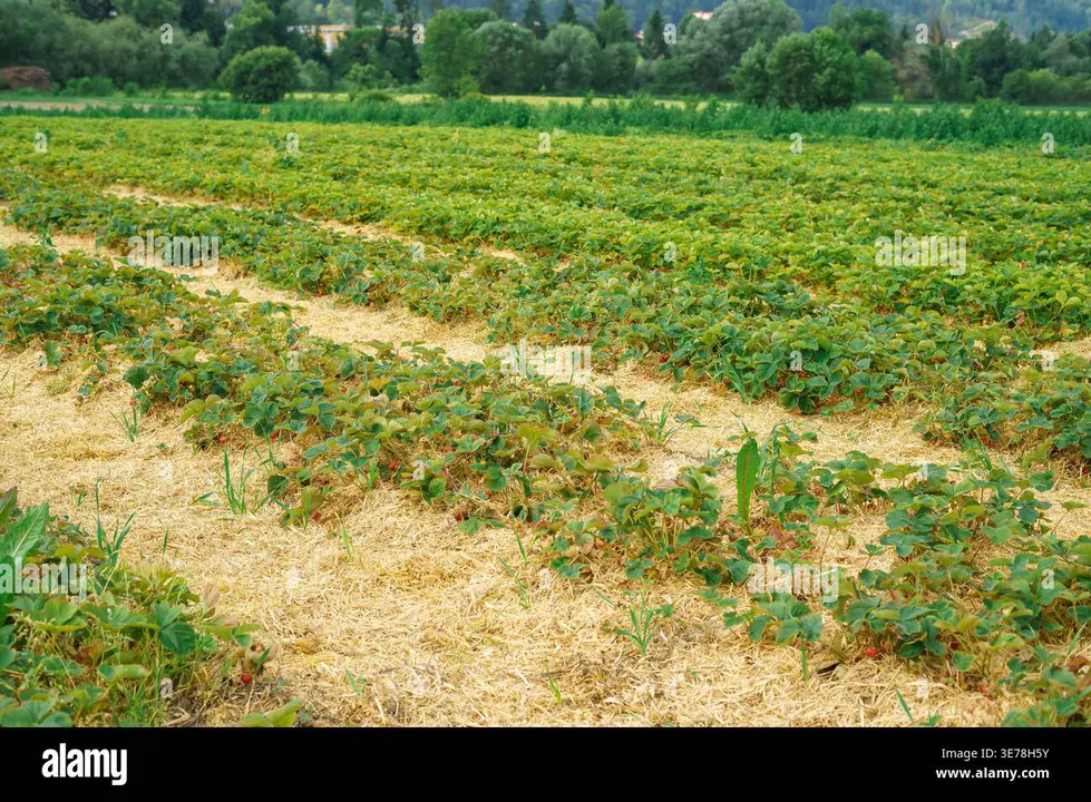 Save Our Strawberries!