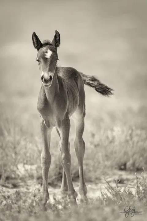 OPERATION W.H.O.A.--WILD HORSES OF AMERICA