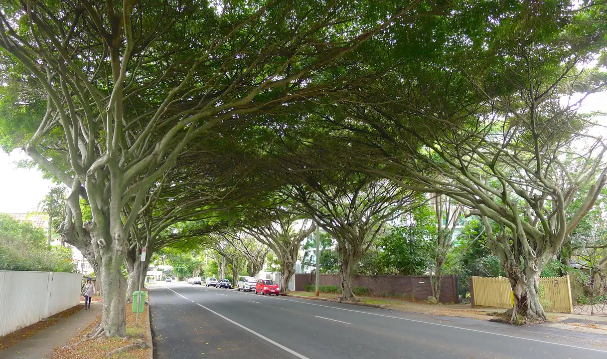 Save the Russell Road Trees!
