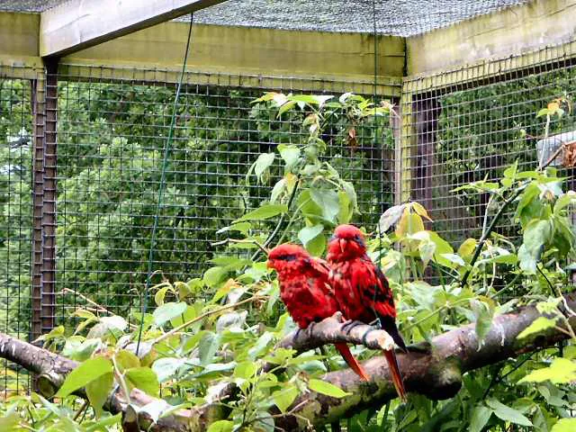 Don't Close The Bird Garden and Don't Make Dan and Emma Redundant