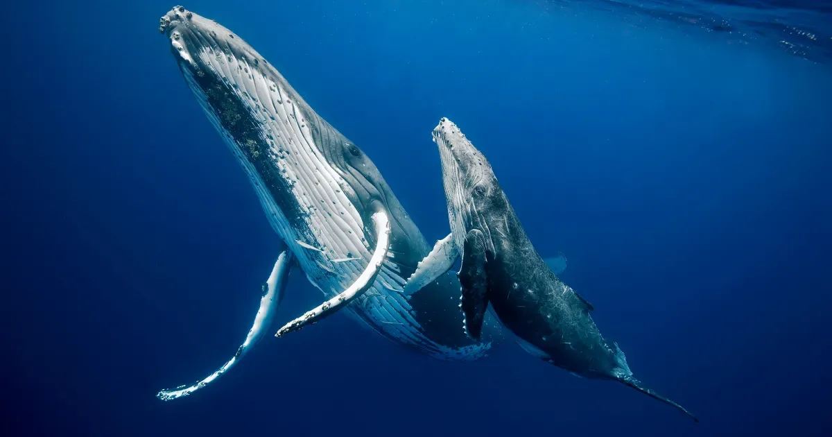 Stop Seismic Blasting in the Atlantic