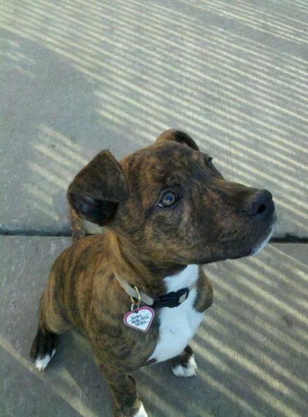 Rescind any and all breed specific bans in Louisville, CO