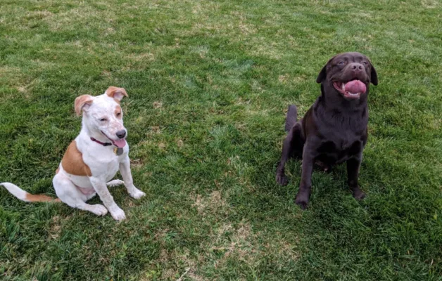 Sacramento Field Off-Leash Hours Pilot Program