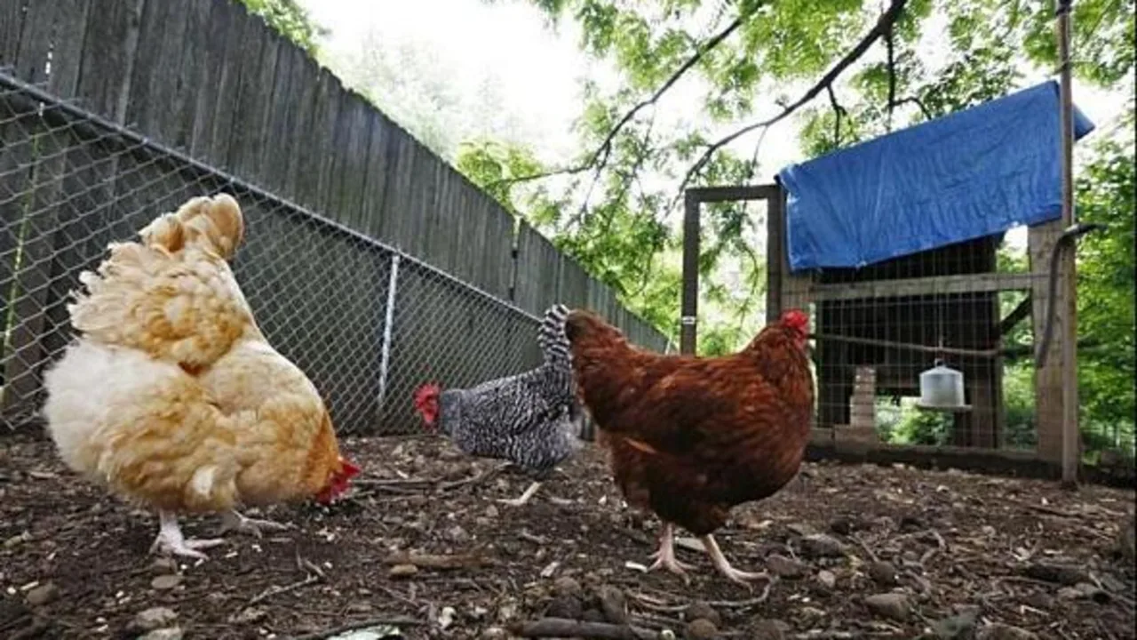 Ruffled Feathers in Walton County