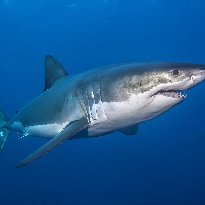 Stop the Shark Cull.