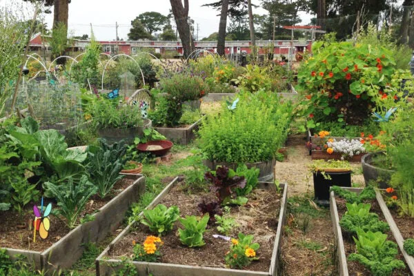 Copperas Cove community garden