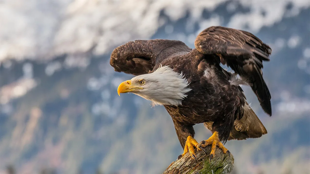 Act Now to Save the Endangered Species Act
