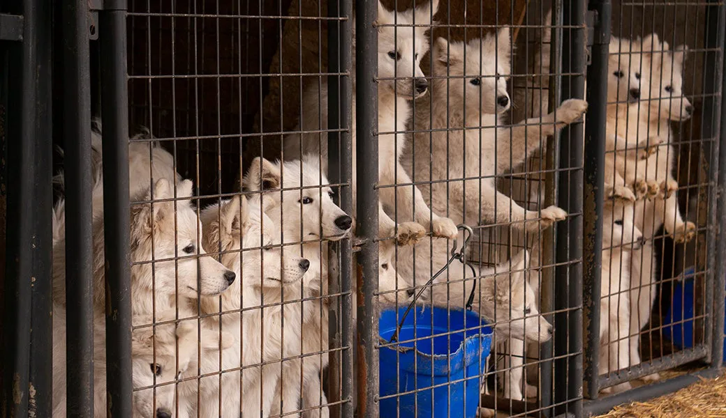 Ban puppy mills in Ohio