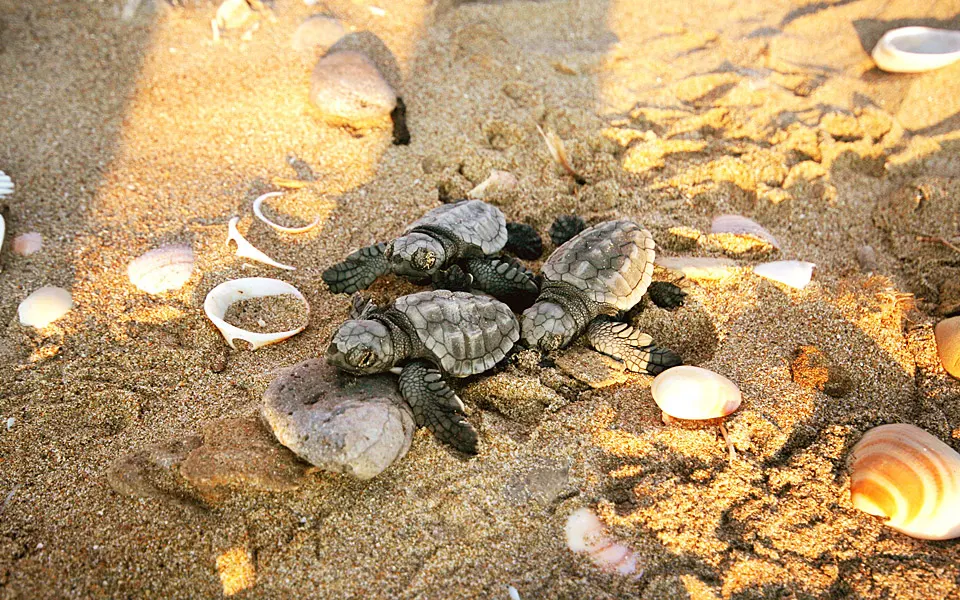 People of Zakynthos - Give the Turtles a Chance!
