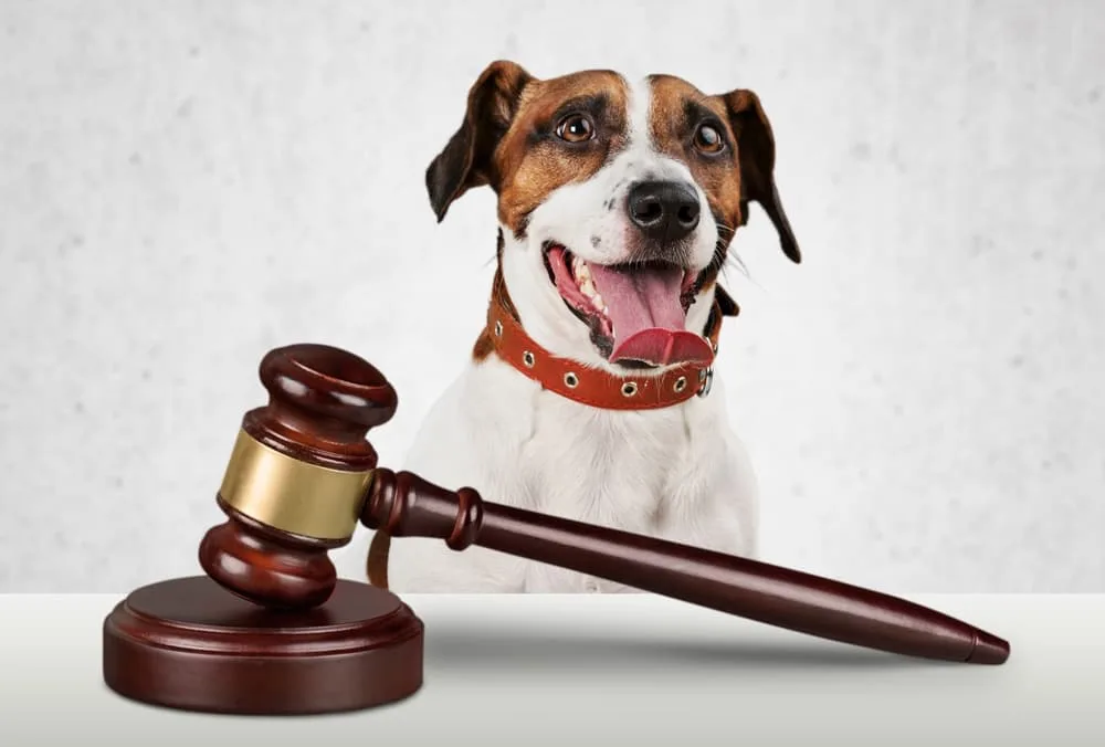 Euthanization of dogs in Ohio who viciously attack children or adults.
