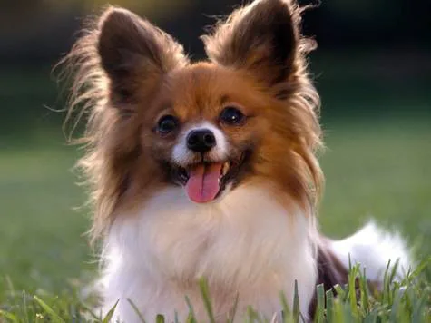 Leduc Small Dog Park