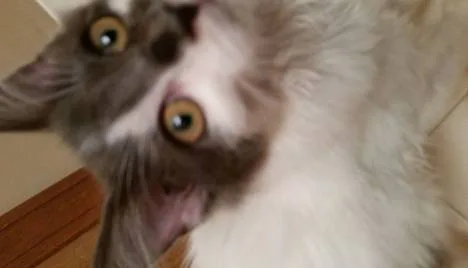 Misty Gish: The Cat I Should Be Keeping