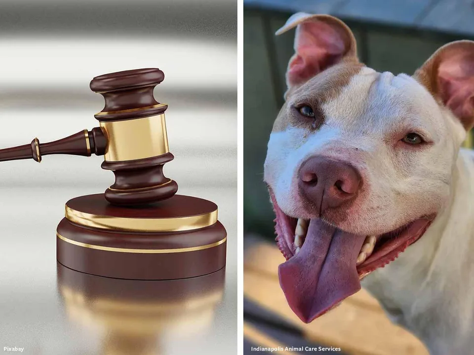 Don't Let Animal Abusers Off With A Slap On The Wrist