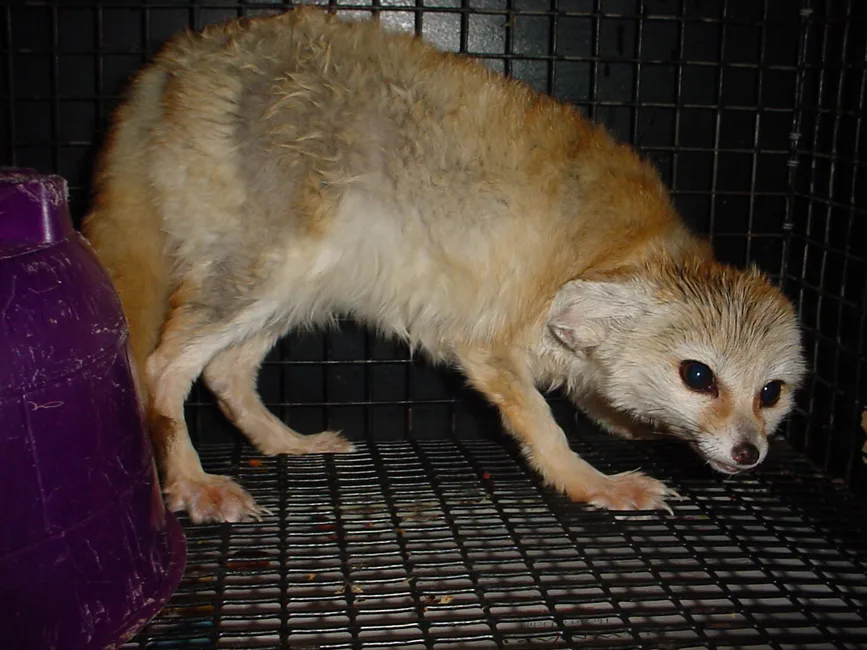 Keep the Fennec Fox Wild. Change the Laws, Make Owning a Fennec Fox Illegal in all 50 States.
