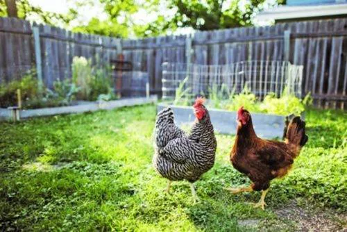 Change City of Thornton code to allow residential chickens.
