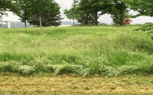 Getting Hengrove Park grass cut on a regular basis