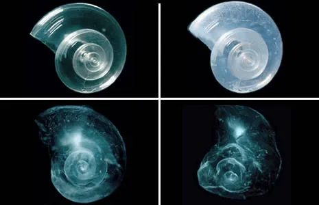 Ocean Acidification Reduction: Back to Basic