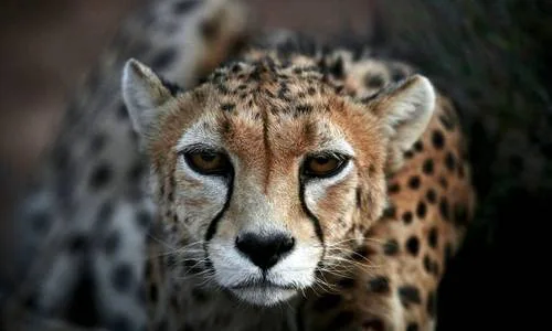 Save the Persian (Asiatic) Cheetah From Extinction