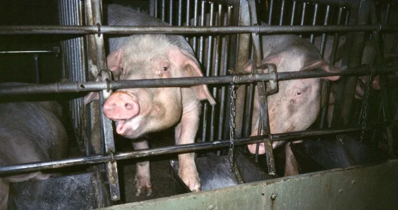 Stop USA Factory Farming