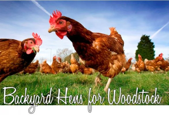 Backyard Hens For Woodstock, IL
