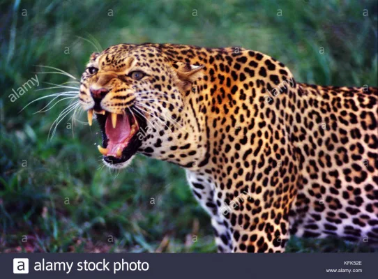 Ban TheTinyLeopard