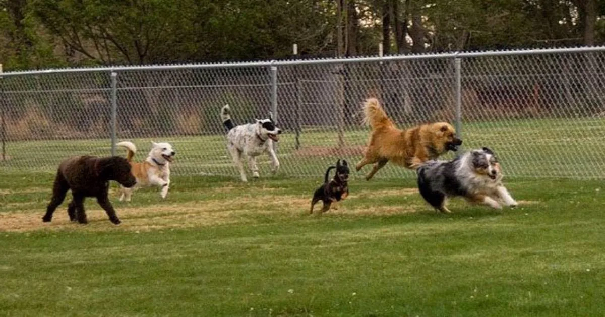 Mission Dog Park - Ridley Park, PA