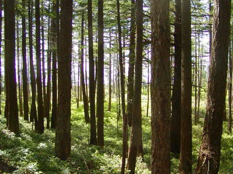 Save the Savary Island Trail Network