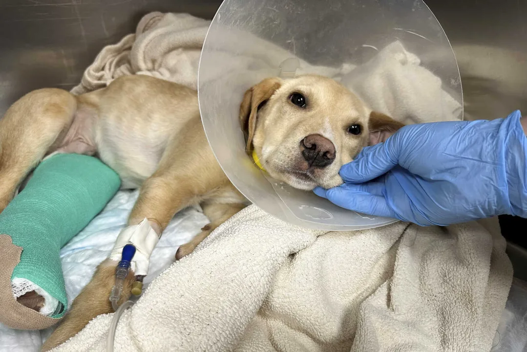 Poor Puppy