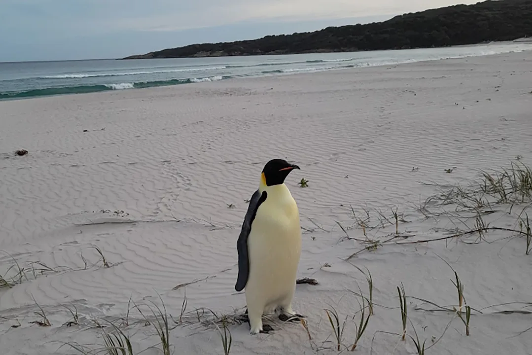 Saphira has to meet Happy Feet!