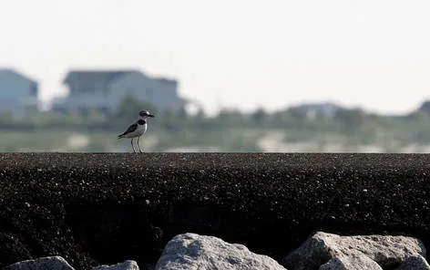 Shared Murrell's Inlet