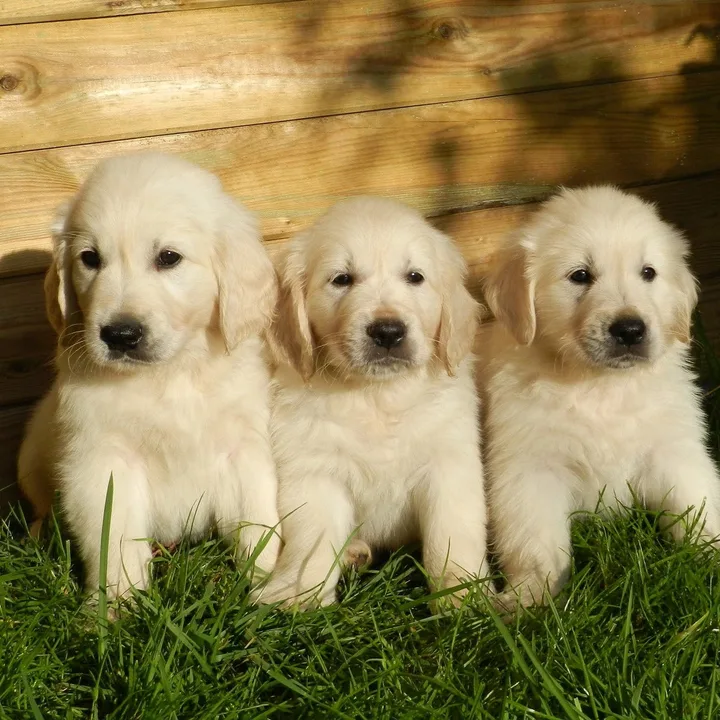 Help bring our dogs & puppies home!
