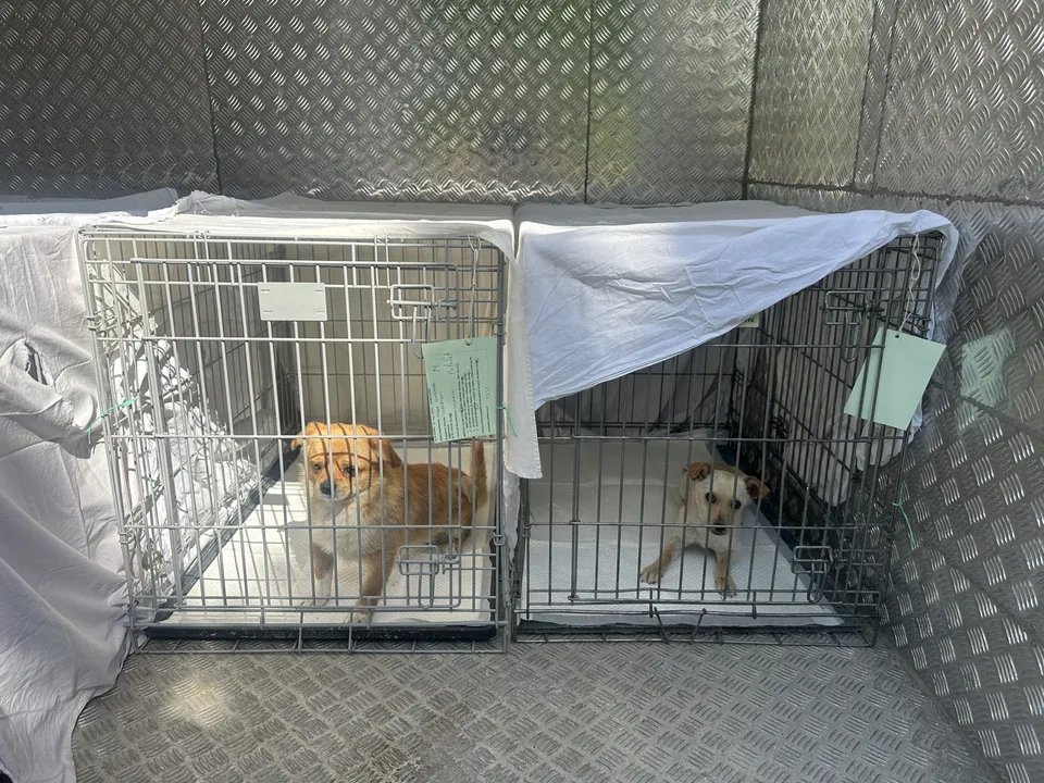NO A LA MASACRE DE PERROS CALLEJEROS EN EL MUNICIPIO DE DZIDZANTUN YUCATÁN.