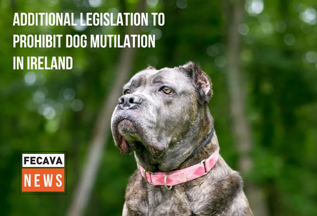 Government to create and improve laws regarding animal welfare in Ireland 