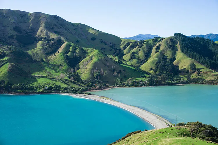 PLEASE HELP SAVE THE TE KUIHI KIWI
