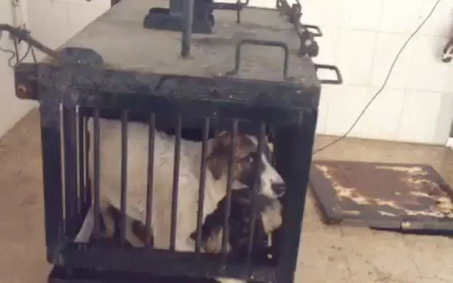 Stop the horrible killing of street dogs and cats in Algeria ( Galoufa)