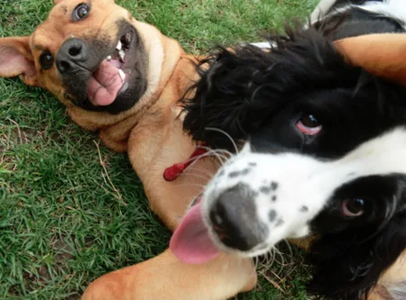I Support an Off-Leash Dog Run and Garden Space