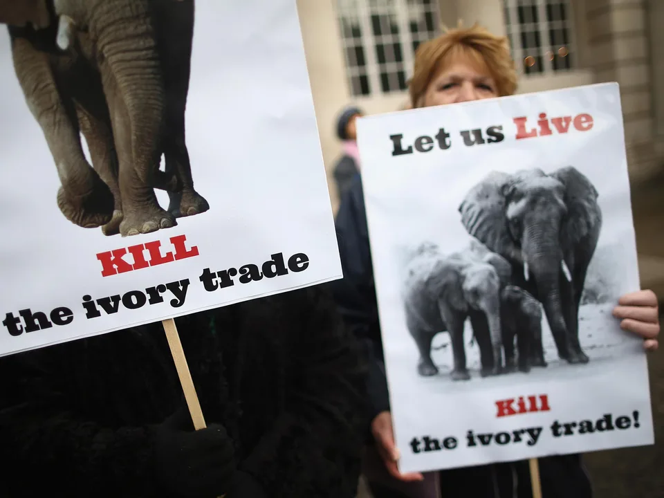Stop The Ivory Trade!