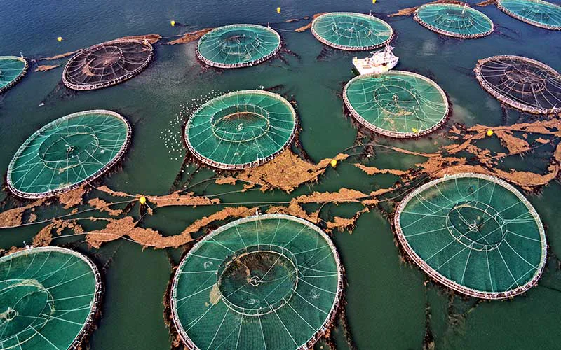 Submission to Government of Nova Scotia and Canada against aquaculture site development